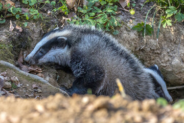 Dachs (Meles meles), Jungtiere