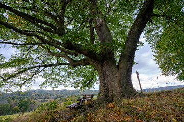 Alter Lindenbaum in der Sächsischen Schweiz 2