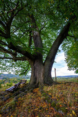Obraz premium Alter Lindenbaum in der Sächsischen Schweiz 1