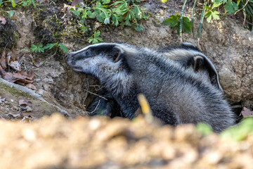 Dachs (Meles meles), Jungtiere