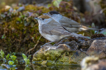 Mönchsgrasmücke (Sylvia atricapilla) Weibchen