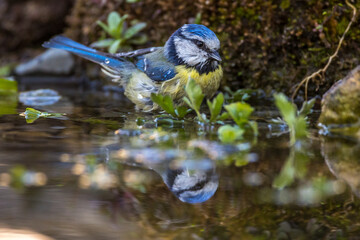 Blaumeise (Parus caeruleus)
