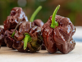 Brown hot Pot Congo Chili fruits on plate in close up view