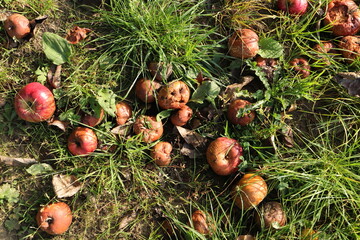 Apples as fallen fruit in a meadow	