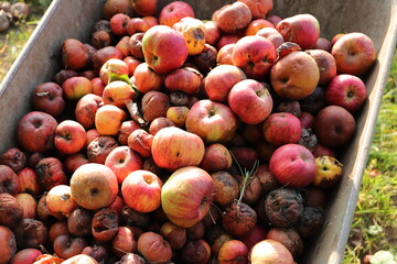 Apples as fallen fruit in a wheelbarrow