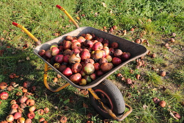 Apples as fallen fruit in a wheelbarrow