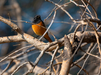 black redstart on the tree