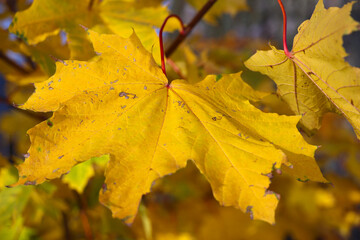 Autumn yellow maple leaves close up, Berlin, Germany