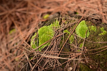 close-up photo of a tree trunk with green moss growing on it. The tree trunk is covered in brown pine needles. The photo was taken in a forest setting