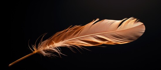 Dark background illuminated by backlight featuring a brown feather