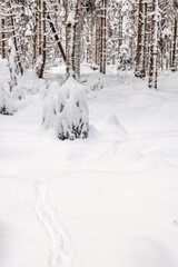 Animal tracks in the deep snow in a woodland