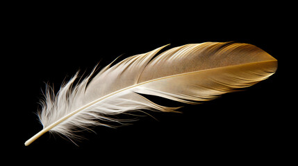 Beautiful golden and white feather closeup isolated on black background