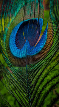 peacock feather background,closeup feather image
