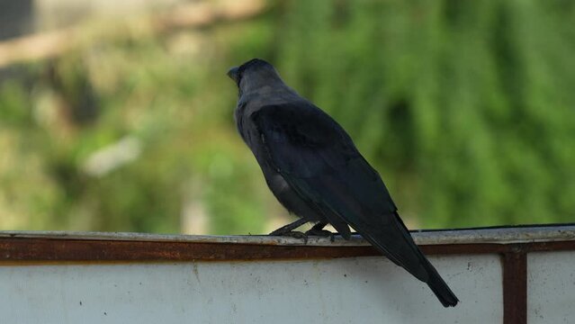 A house crow perched on a sign in the morning light.