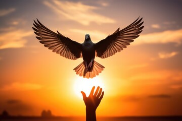 Silhouette pigeon return coming to hands in air vibrant sunlight sunset sunrise background