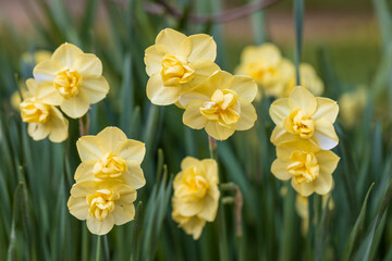 Narcissus Yellow Cheerfulness. Closeup of beautiful yellow double daffodils blooming in the Spring garden. 