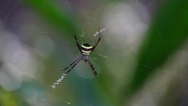 Seen moving its legs as the wind blows the web deep in the forest, Argiope keyserlingi Orb-web Spider, Thailand