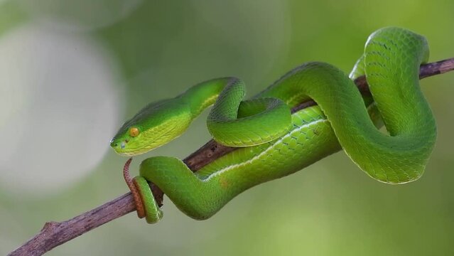 Head moved forward above its tail as it is ready to strike, White-lipped Pit Viper Trimeresurus albolabris, Thailand