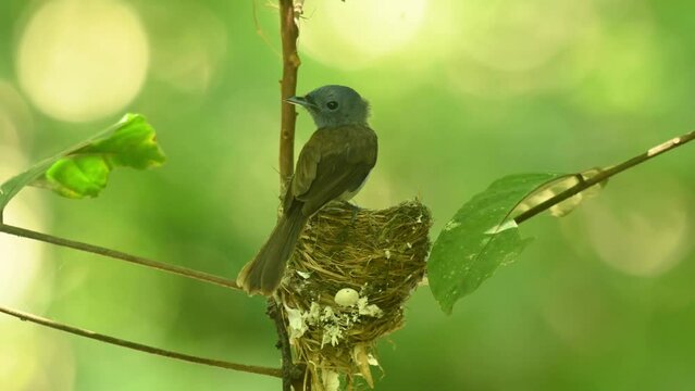 Female seen from its back then flies away as the male arrives with some food for their babies in the nest, Black-naped Blue Flycatcher Hypothymis azurea, Thailand