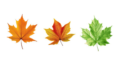 Collection of Maple leaves on transparent background, png