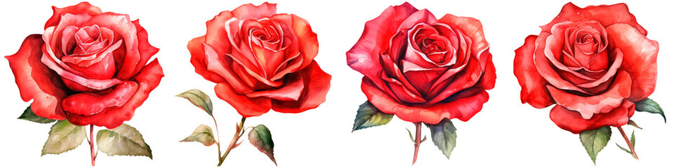 red rose, watercolor illustration on white background, concept valentine's day