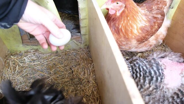 Picking or collecting freshly laid egg from chicken coop nest full of cage free organically raised hens.