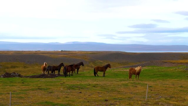 Icelandic horses are small sturdy cultural icons known for friendly nature