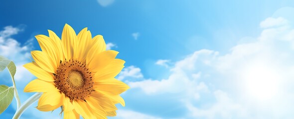 Beautiful Sunflower on blue sky background with space for your text