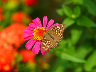 Butterfly on Pink Flower