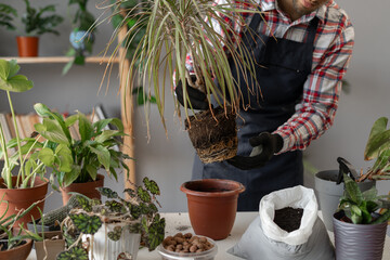 Gardener holding dracaena flower with root system, close-up. Selecting choosing a suitable soil for...