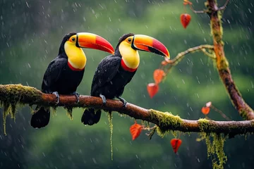 Rolgordijnen Toucan sitting on a branch in the rain. Toco Toucan - Ramphastos toco, Two toucans sitting on the branch in the rainforest, AI Generated © Ifti Digital