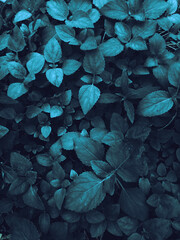 leaves  background,pattern,blue background,wallpapers