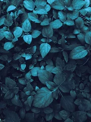 Rolgordijnen leaves  background,pattern,blue background,wallpapers © Ashu m