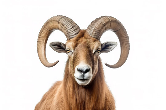 Image of bighorn sheep with beautiful horns on white background. Farm animals.