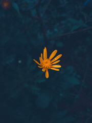 Fototapeta na wymiar Flower in dark background,wallpapers