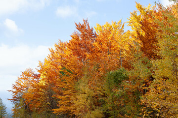 Woods in autumn