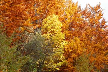 Fototapeta premium Woods in autumn