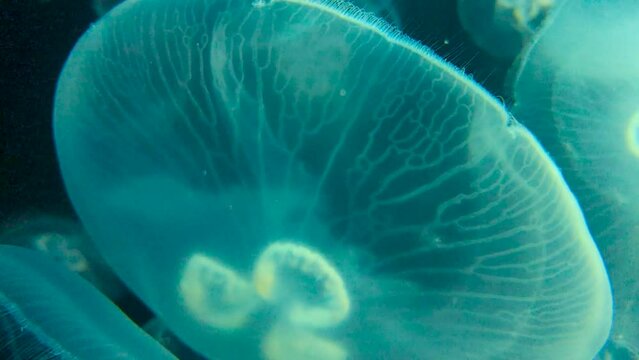 Moon jellyfish