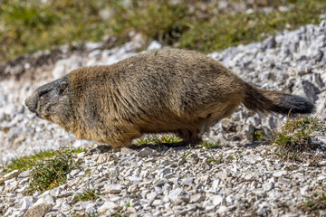Marmot on a hiking trail in the Dolomites, Italy