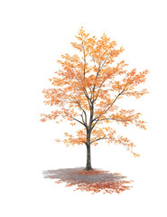  autumn tree isolated