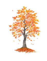  autumn tree isolated