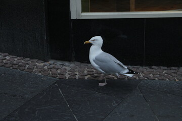 seagull on the street