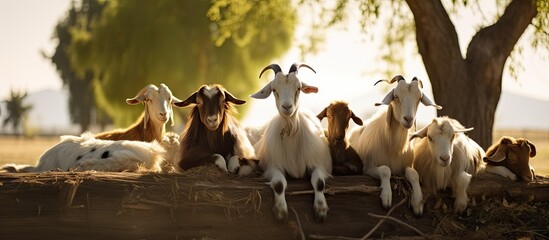 Farm goats taking a break outside