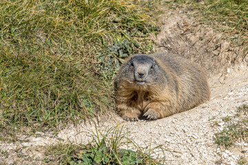 Marmot on a hiking trail in the Dolomites, Italy