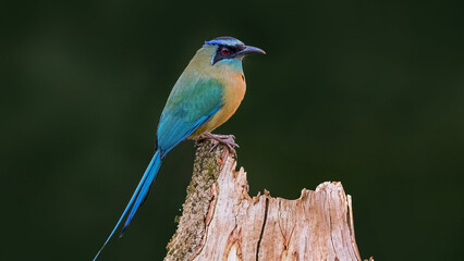 kingfisher on a branch