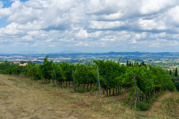 Fototapeta na wymiar vineyard in tuscany italy region