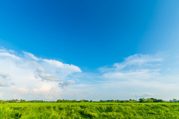 beautiful Rice field green grass with field cornfield with air atmosphere bright blue sky...