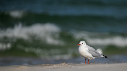 seagull on the beach
