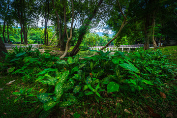 a public place leisure travel landscape the wooden bridge lake views at Ang Kaew Chiang Mai University and Doi Suthep nature forest Mountain views spring cloudy sky background with white cloud.