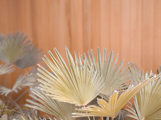 Fresh palm leaves on the wooden timber wall